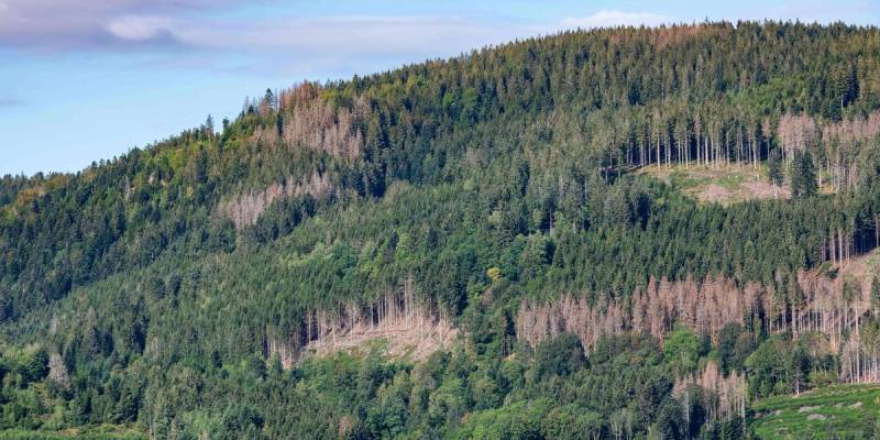 The forest is in poor health. Towards the disappearance of our forests