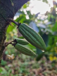 Accompagner la monoculture pour davantage de biodiversité