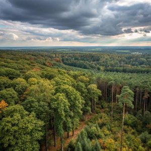 Massif forestier en France. Une ressource importante