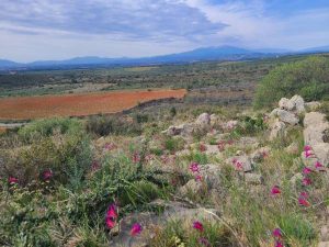 Projet réussi de translocation de glaïeuls douteux