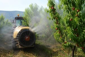 Traitement chimique sur arbres fruitiers